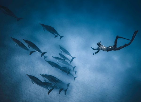 Quels sont les meilleurs spots pour une plongée sous-marine avec les dauphins en Mer Rouge?