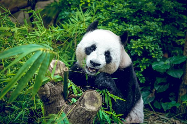 Quels sont les meilleurs sentiers de randonnée pour observer les pandas en Chine?